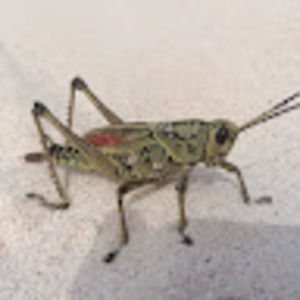 Meet your Posher, William